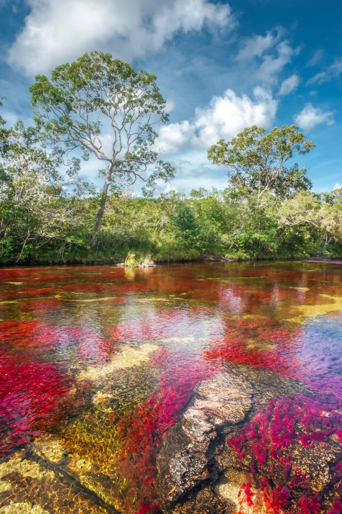 Cano Cristales en el sector El Tapete